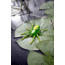 Lunkerhunt Phantom Spider Bait Topwater, 1, 2in, Leaf, SPIDER03