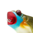 Lunkerhunt Popping Frog Bait Topwater, 1, 1.75in, Blue Gill, QPOP04