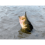 Lunkerhunt Typhon Tube, 6, 3.5in, Green Pumpkin, SBTUBE01