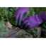 Mechanix Wear Ethel Garden Leopard Gloves - Womens, Purple, Small, ETH-LP39-510