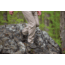 Muck Boots Apex Zip Mid Boots - Mens, Dark Brown/Orange, 9, AXMZ-907-BRN-090