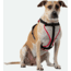 Nathan Reflective Dog Harness Sm NS8500-0579-S