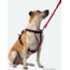 Nathan Reflective Dog Harness Sm NS8500-0579-S