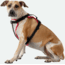 Nathan Reflective Dog Harness Sm NS8500-0579-S