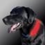 Nite Ize Nite Dawg LED Collar Cover - Pink NDCC-03-12