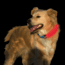 Nite Ize Nite Dawg LED Collar Cover - Pink NDCC-03-12