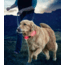 Nite Ize Nite Dawg LED Light Up Dog Collar L Red, L NND2L-10-R3