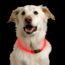 Nite Ize Nite Howl LED Pet Safety Necklace,Red LED NHO-10-R3
