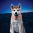 Nite Ize NiteHowl LED Dog Safety Necklace, Orange, NHO-19-R3
