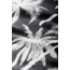 Nomadix Original Towel, Bunch Palms Black, 30ftx72.5ft, NM-BUPA-101