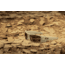 Oakley SI Standard Issue Fuel Cell Desert Collection Sunglasses, Desert Tan w/Prizm Tungsten, OO9096-J260