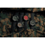 ProTek 1200 USMC Carbon Composite Automatic Watch
