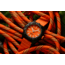 ProTek Aggressor Carbon Composite Dive Watch