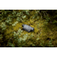 Pulsar Axion Compact XG35 2.5-20x35mm Thermal Monocular, 640x480, Black, PL77509