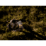 Pulsar Merger LRF XT50 2-16x50mm Thermal Imaging Binoculars, Black, PL77486
