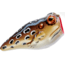 Rebel Lures Rebel PopN Frog Topwater Bait, 1 7/8in, 3/16 oz, Floating, Cricket Frog, P20512