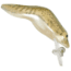 Rebel Lures Rebel Teeny Wee Frog, 1 1/2in, 1/8 oz, Northern Leopard Frog, F7061