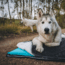 Rumpl The Travel Dog Bed, Loki, Big, TTDB-LOK-B