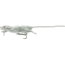 Savage Gear 3D Rat Topwater Hard Bait, 6.25in, 1/2oz, White, 1586984