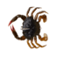 Savage Gear Toughtec Crab Soft Bait, Pack of 1, 0.75in, Dark Brown Olive, 1586644