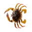 Savage Gear Toughtec Crab Soft Bait, Pack of 1, 0.75in, Light Brown Olive, 1586643