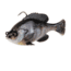Savage Gear Pulse Tail Bluegill RTF Soft Bait