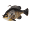 Savage Gear Pulse Tail Bluegill RTF Soft Bait