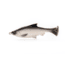 Savage Gear Pulse Tail Shiner Loose Body Soft Bait, Pack of 1, 4in, White, 1585599