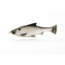 Savage Gear Pulse Tail Shiner Loose Body Soft Bait, Pack of 1, 5in, Green Back, 1585604