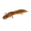 Savage Gear Toughtec NED Salamander Soft Bait