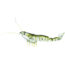 Savage Gear TPE 3D Shrimp Avocado, 4in, 1/4oz, Sinking, MS-100-AV
