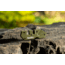 Smiths PP1-Mini Tactical Sharpener, OD Green, SP-50984