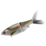 Spro KGB Series Chad Shad 180 Ghost Trout, SKGBCHS180GHT