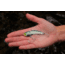 SteelShad 3/8 oz Blade Bait, Tennessee Shad, SSL-10033