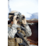 Steiner 7x50r M50r Military Binocular, 538