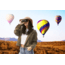 Steiner BluHorizons 10x26 Binocular, 2044