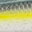 Strike King Evader 90 Topwater Baits, Sexy Shad, 9cm/3.5in, HCEV90-590