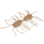 Strike King Sexy Bug Softbait, 6 pack, 2in, Clear Pumpkin, 12-36358