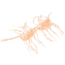 Strike King Sexy Bug Softbait, 6 pack, 2in, White Sauce, 12-36350