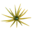 Strike King Chuker Soft Bait