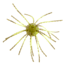 Strike King Mag Tumbleweed Floating Soft Bait
