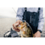 Strike King Tumbleweed Floating Softbait, 4 pack, 3in, Blue Craw, 12-36249