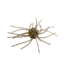 Strike King Tumbleweed Floating Softbait, 4 pack, 3in, Green Pumpkin, 12-36247