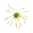 Strike King Tumbleweed Floating Softbait, 4 pack, 3in, Summer Craw, 12-36245