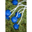 Triumph Replacement Ladderball Bola Set, Blue, 12-0075BL-2