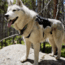 Ultimate Direction Dog Vests - Unisex, Black, Small, 80479723ONX-SM