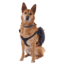 Ultimate Direction Dog Vests - Unisex, Black, Small, 80479723ONX-SM