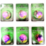 Vexan Slug Bug Six 2-Packs Glow Walleye Crawler Harness, Slug Bug, 48, Slug Bug Six 2-Packs
