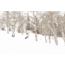Weston Carbon Backwoods Splitboard - 21/22, White, 160, 106160045G