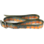 Wingo Outdoors Basecamp Belt - RepYourWater, Cutthroat Trout, One Size Fits Most, W-BAS-506-OS